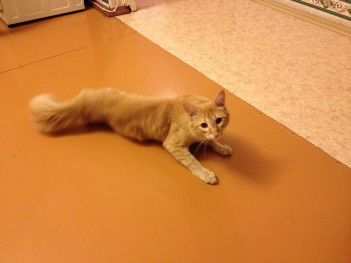 Кот ищет хозяев