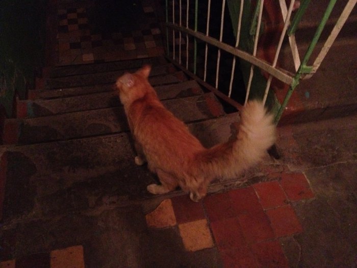 Кот ищет хозяев