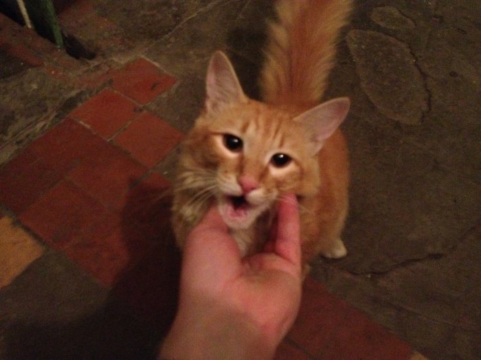 Кот ищет хозяев