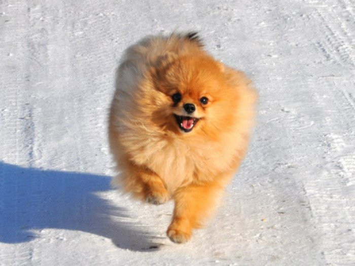 Украли собаку! Помогите!!! Коллапс!