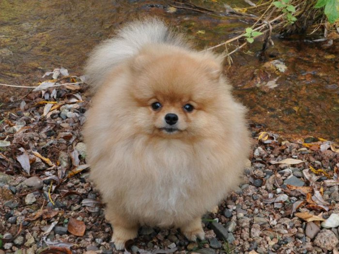 Украли собаку! Помогите!!! Коллапс!