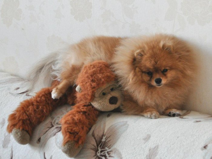 Украли собаку! Помогите!!! Коллапс!