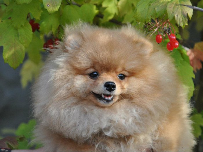 Украли собаку! Помогите!!! Коллапс!