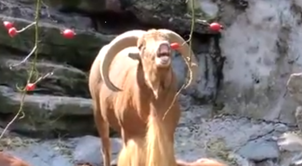 Баран кричит как человек