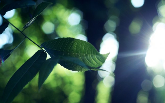 Обои на рабочий стол / Mix Wallpaper 1920x1200