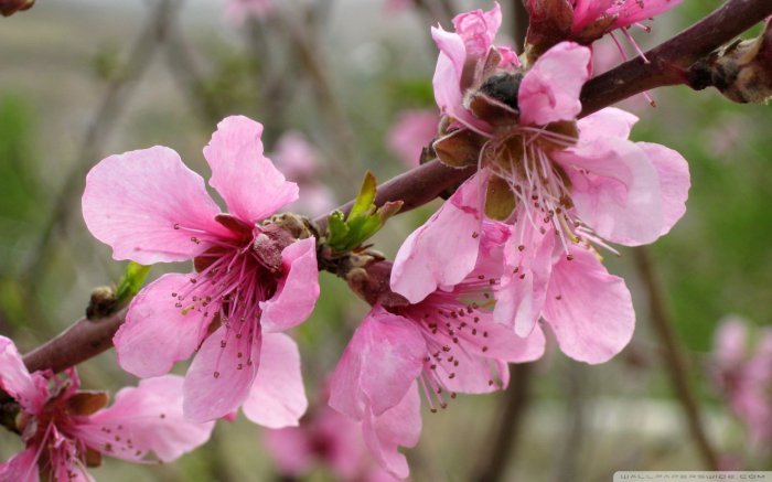 Обои на рабочий стол / Mix Wallpaper 1920x1200