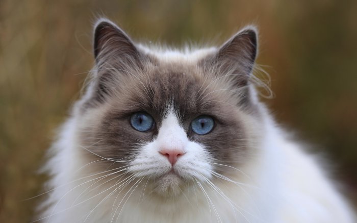 Обои на рабочий стол / Mix Wallpaper 2560 x 1600