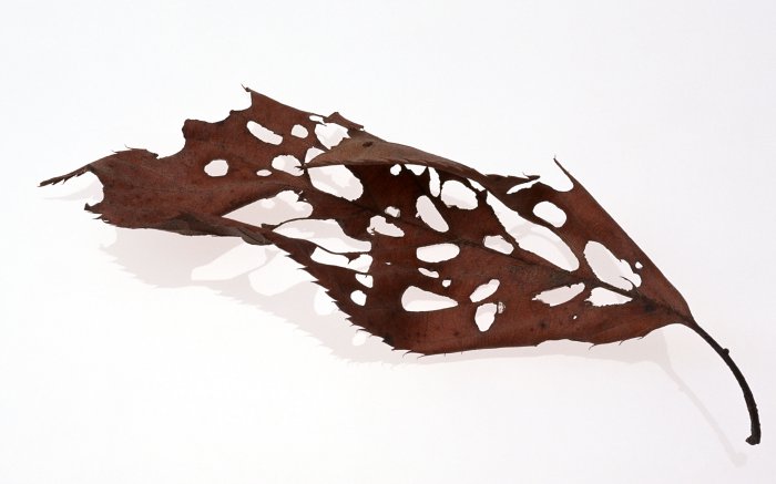 Обои на рабочий стол / Wallpapres by  Famdoc v17