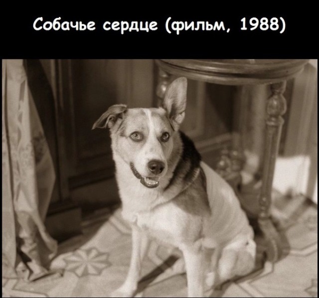 Фильм "Собачье сердце" - история и факты
