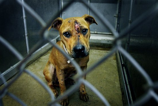 За жестокое обращение с животными садистов хотят наказывать с 14 лет