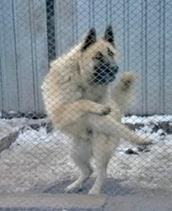 Пес наплясал на два миллиона