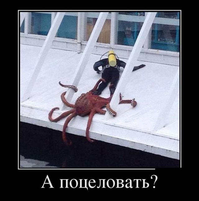 Демотиваторы (30 фото)