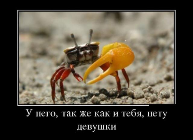 Демотиваторы (30 фото)