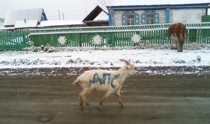 Забавные картинки