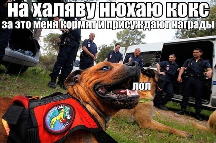 Забавные картинки