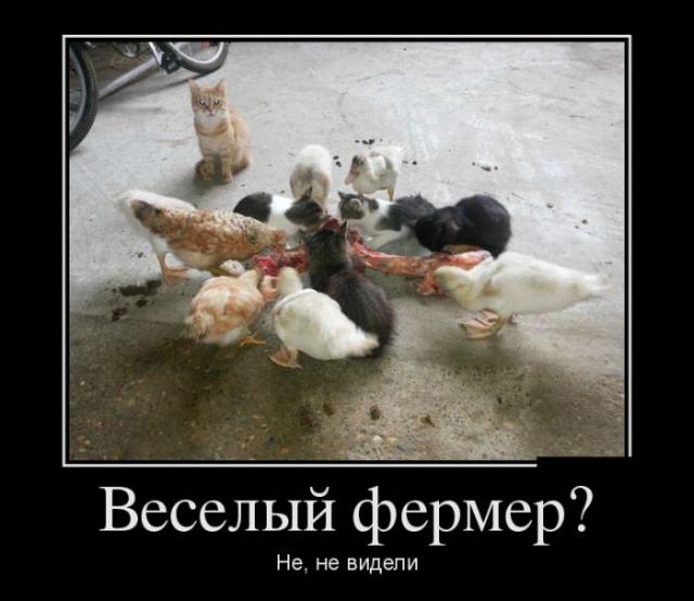 Демотиваторы