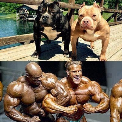 Качата и фитоняшки (Warez Версия)