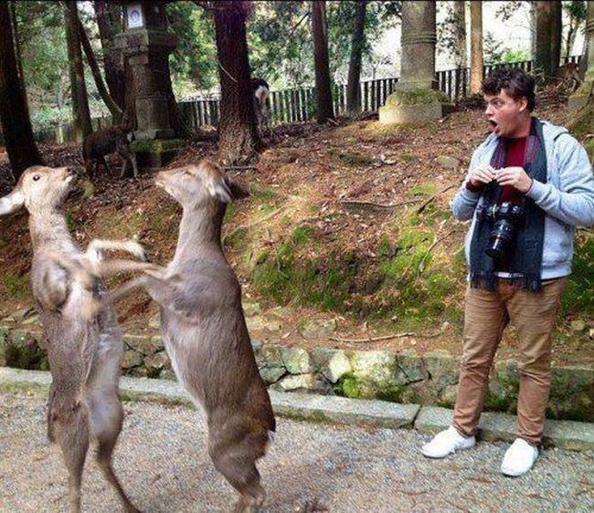 Забавные картинки