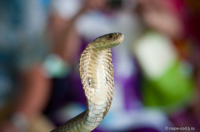 Тайланд : Остров Пхукет