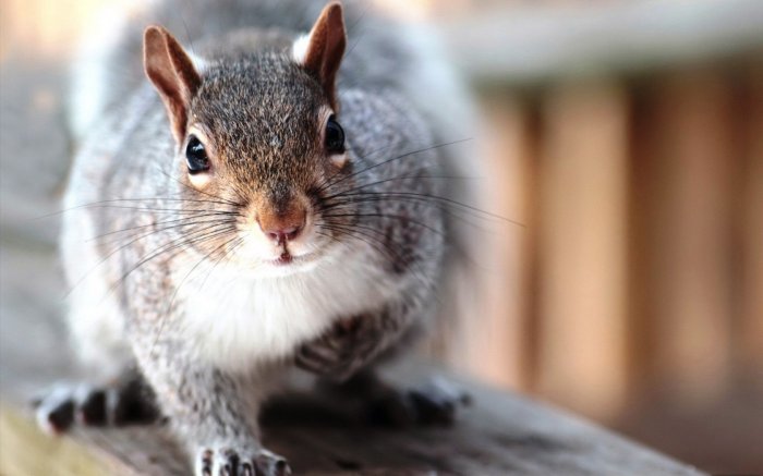 Обои на рабочий стол / Desktop wallpapers 558