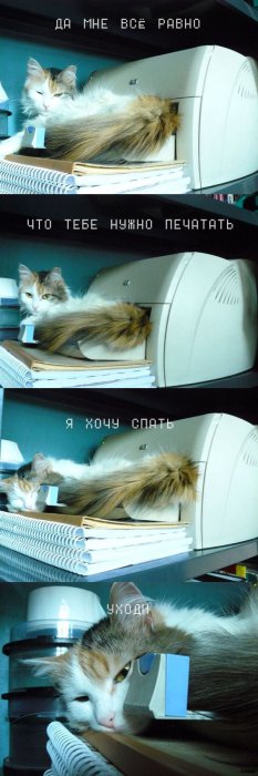 Забавные картинки