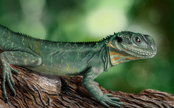 Обои на рабочий стол / Best HD Wallpapers Pack 1119