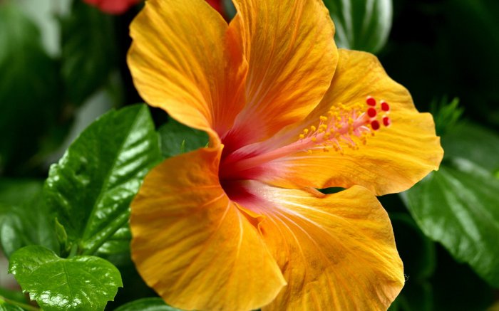 Обои на рабочий стол / Best HD Wallpapers Pack 1119