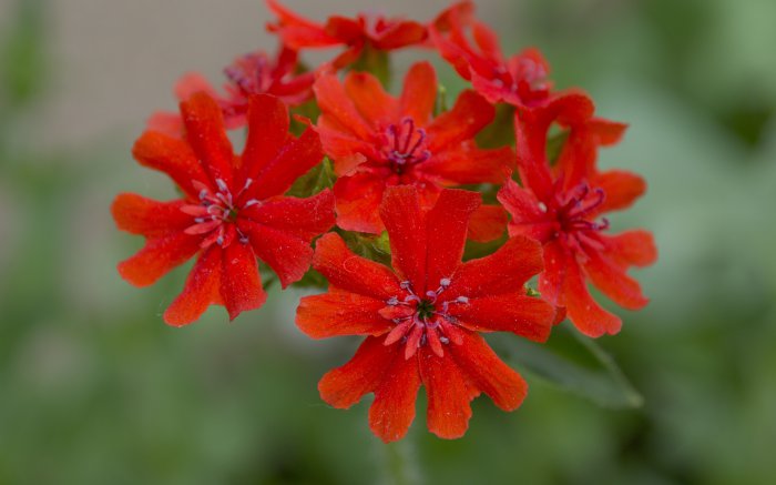 Обои на рабочий стол / Best HD Wallpapers Pack 1119