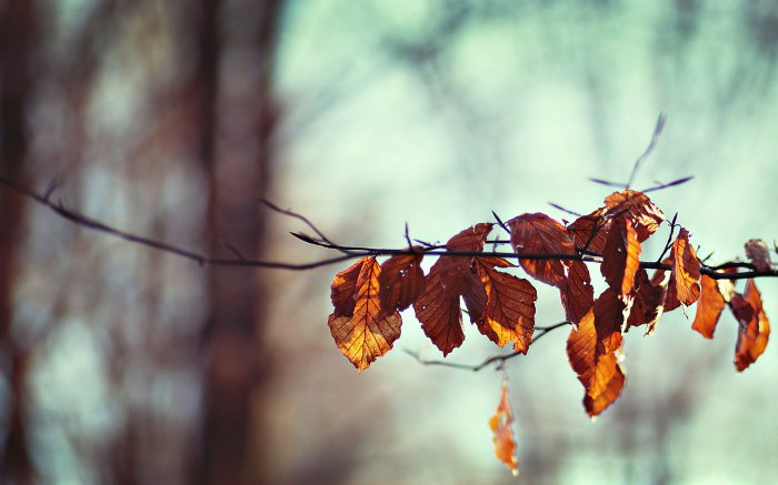 Обои на рабочий стол / Best HD Wallpapers Pack 1119