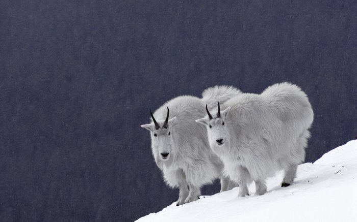 Обои на рабочий стол / Best HD Wallpapers Pack 1119