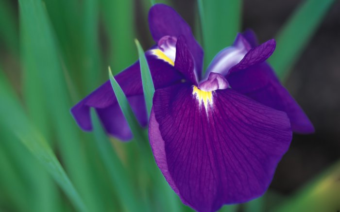 Обои на рабочий стол / Best HD Wallpapers Pack 1119