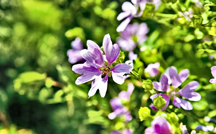 Обои на рабочий стол / Best HD Wallpapers Pack 1119