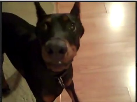 Прикольные Собаки Прикольные Собаки