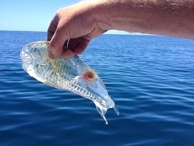 Редкая прозрачная рыба напугала новозеландского рыбака Редкая прозрачная рыба напугала новозеландского рыбака