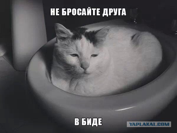 Жиденькая подборка пятничных вяло-прикольных картинок