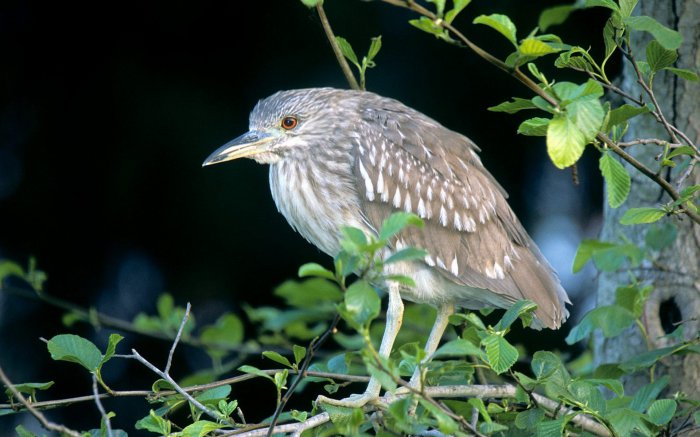 Обои на рабочий стол / Wallpapers Mix Pack 202