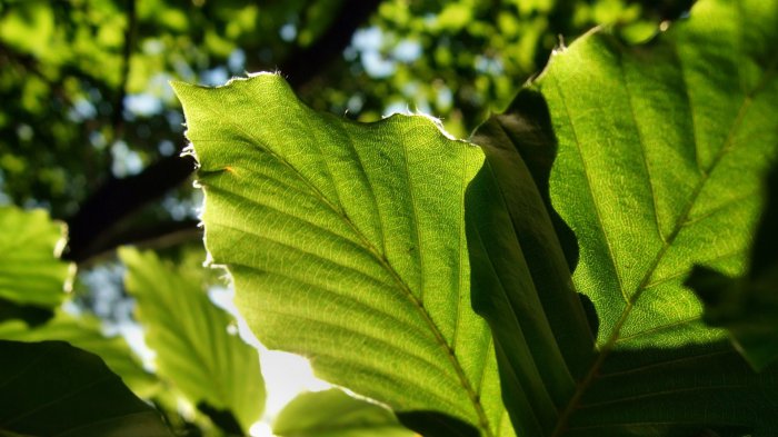 Обои на рабочий стол / Wallpapers Mix Pack 202