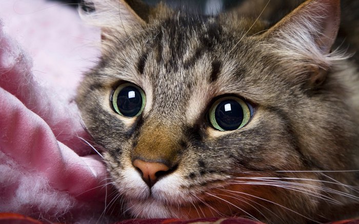 Обои на рабочий стол / Wallpapers by famdoc mix 78