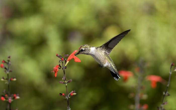 Обои на рабочий стол / Best HD Wallpapers Pack 1131 