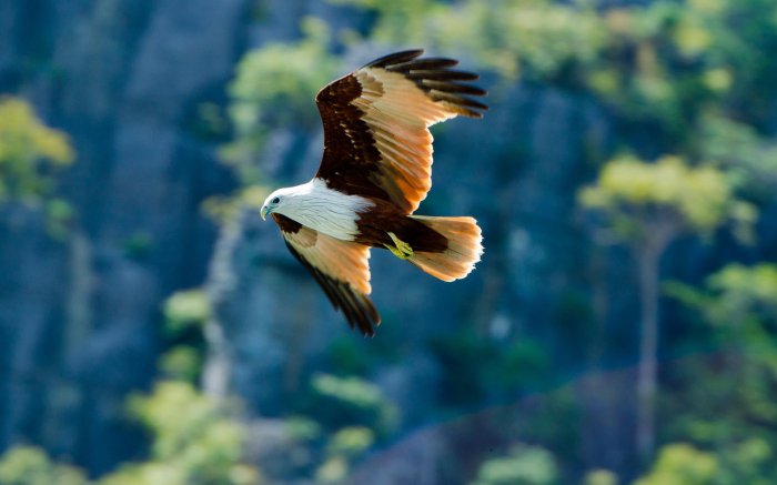 Обои на рабочий стол / Best HD Wallpapers Pack 1131 