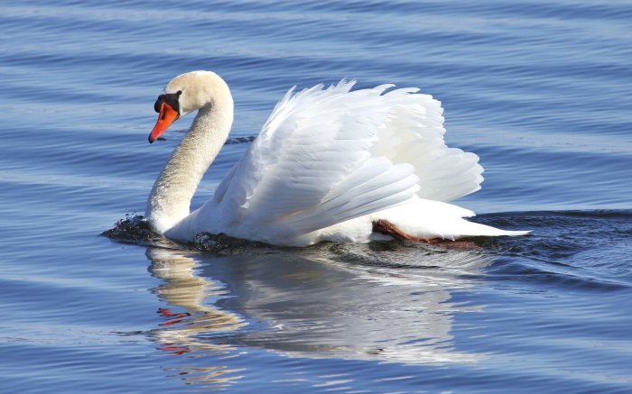 Обои на рабочий стол / Best HD Wallpapers Pack 1131 