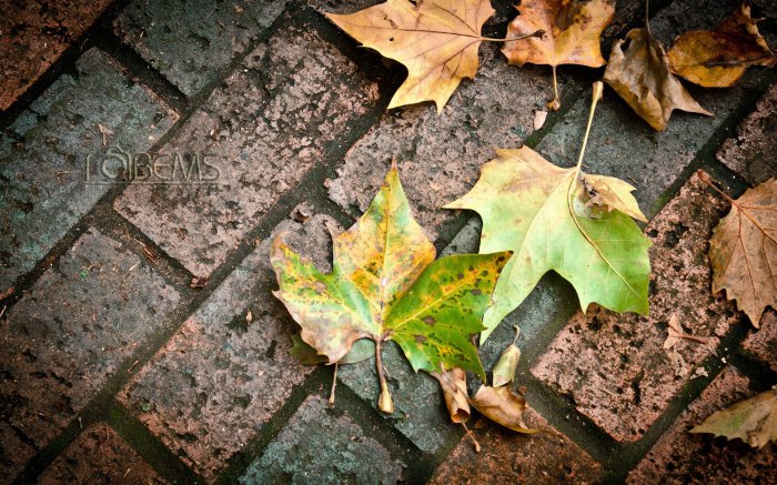 Обои на рабочий стол / Best HD Wallpapers Pack 1131 