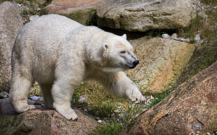 Обои на рабочий стол / Best HD Wallpapers Pack 1131 