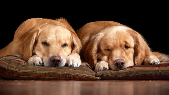 Обои на рабочий стол / 200 Amazing Mixed FullHD Wallpapers (Set 61)