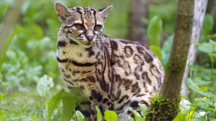 Обои на рабочий стол / 200 Amazing Mixed FullHD Wallpapers (Set 61)