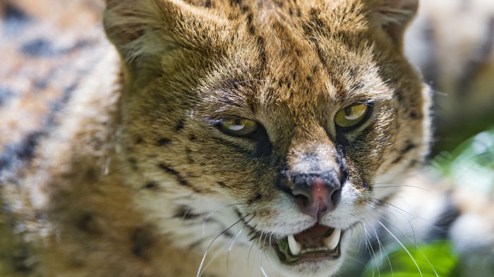 Обои на рабочий стол / 200 Amazing Mixed FullHD Wallpapers (Set 61)