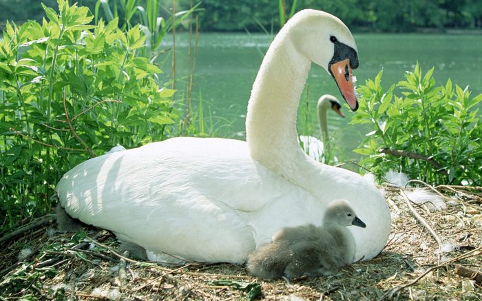 Обои на рабочий стол / HQ Wallpapers Pack (Part 210)