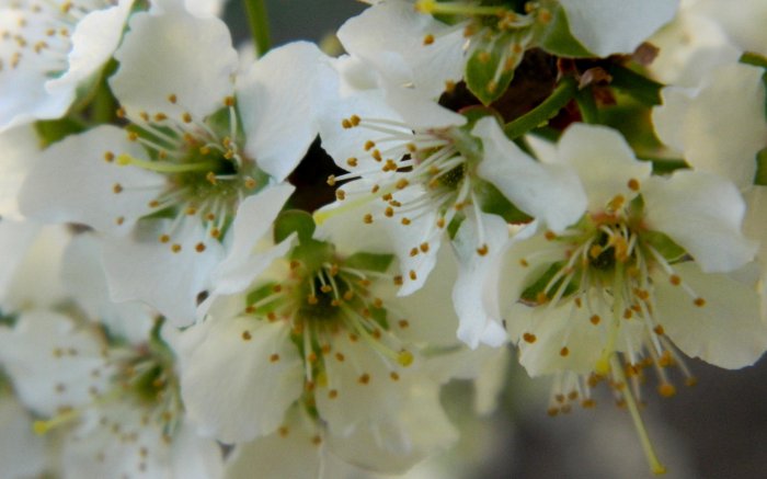 Обои на рабочий стол / SuperWallpapersP.124