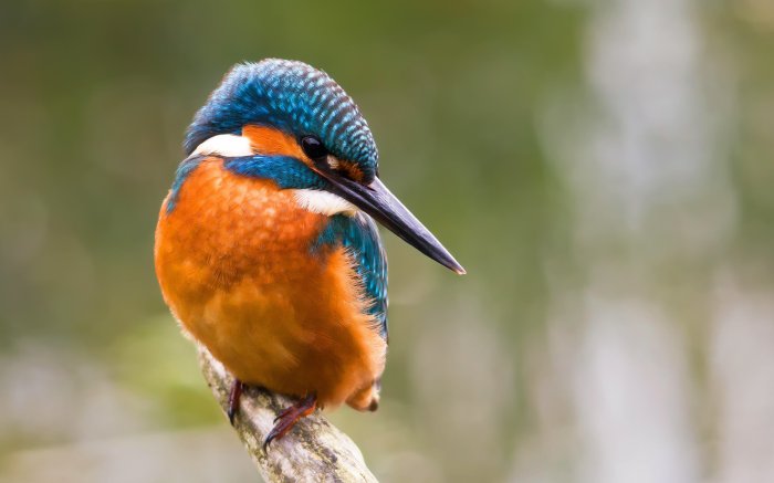 Обои на рабочий стол / SuperWallpapersP.124