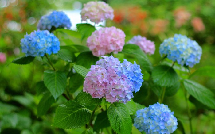 Обои на рабочий стол / SuperWallpapersP.124